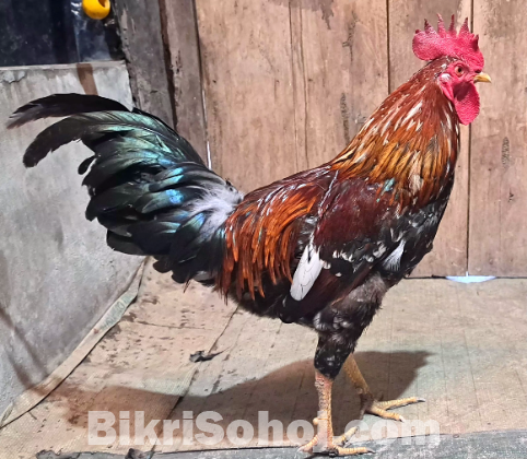 মোরগ বিক্রি